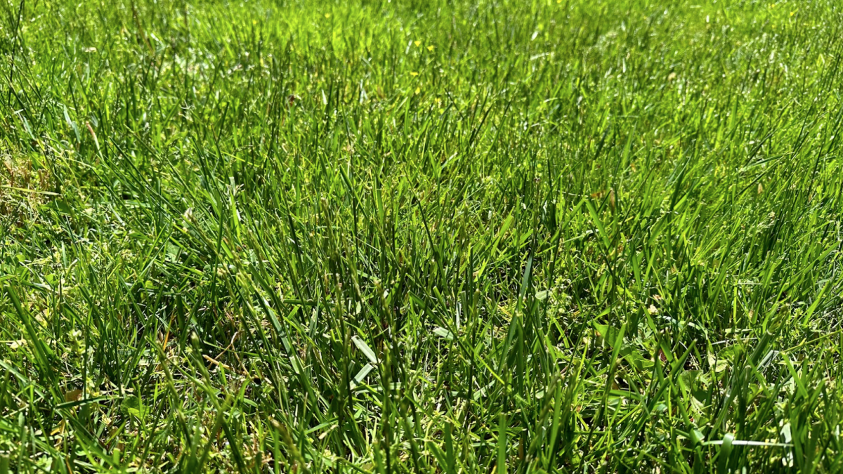 Opinion: Having A Lawn Is The Wrong Way To Go