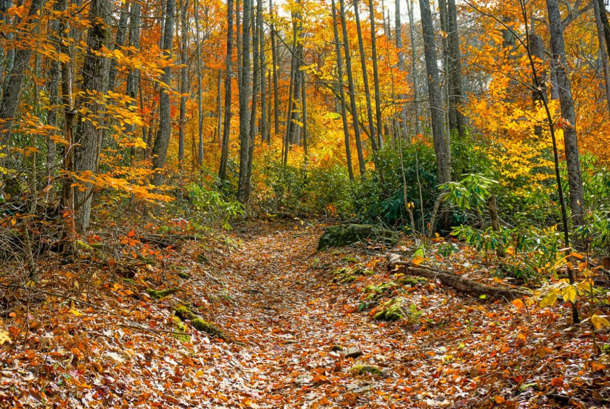 Credit to https://www.wncoutdoors.info/photo-gallery/great-smoky-mountains/fall-leaves-along-the-big-fork-ridge-trail/?scrlybrkr=8ec1e67b