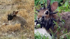 Image Credit: https://www.theweek.in/news/world/2025/08/13/trending-rabbits-with-tentacles-can-humans-dogs-catch-shope-papilloma-virus-that-is-turning-cottontails-zombies-in-dakota.html
